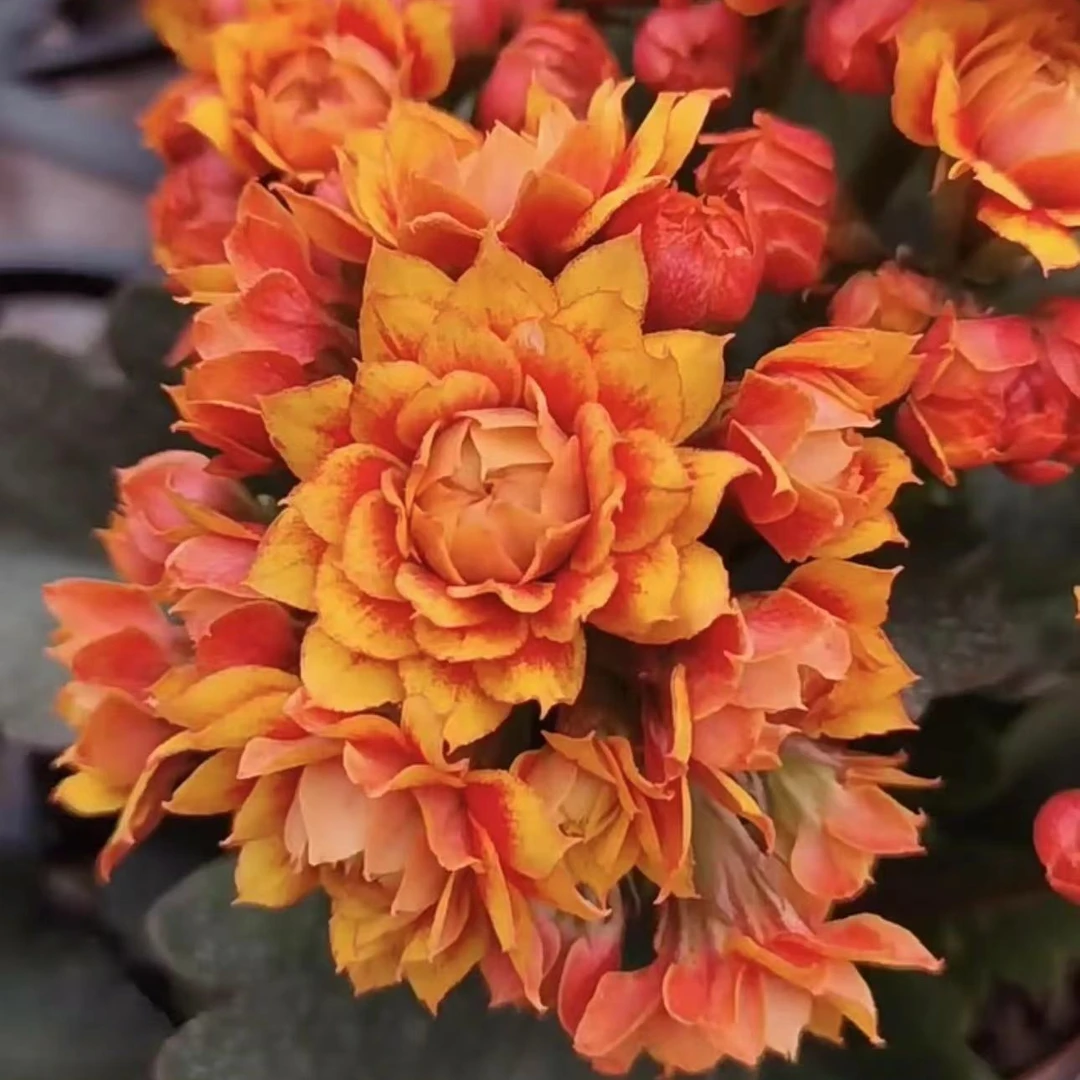 盛宴~精品盆栽花卉懒人花好养易活室内阳台客厅