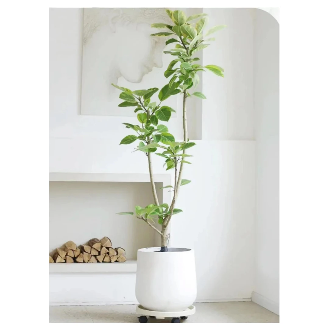 孟加拉榕盆栽室内客厅办公室大型网红绿植橡皮树北欧风展厅绿植