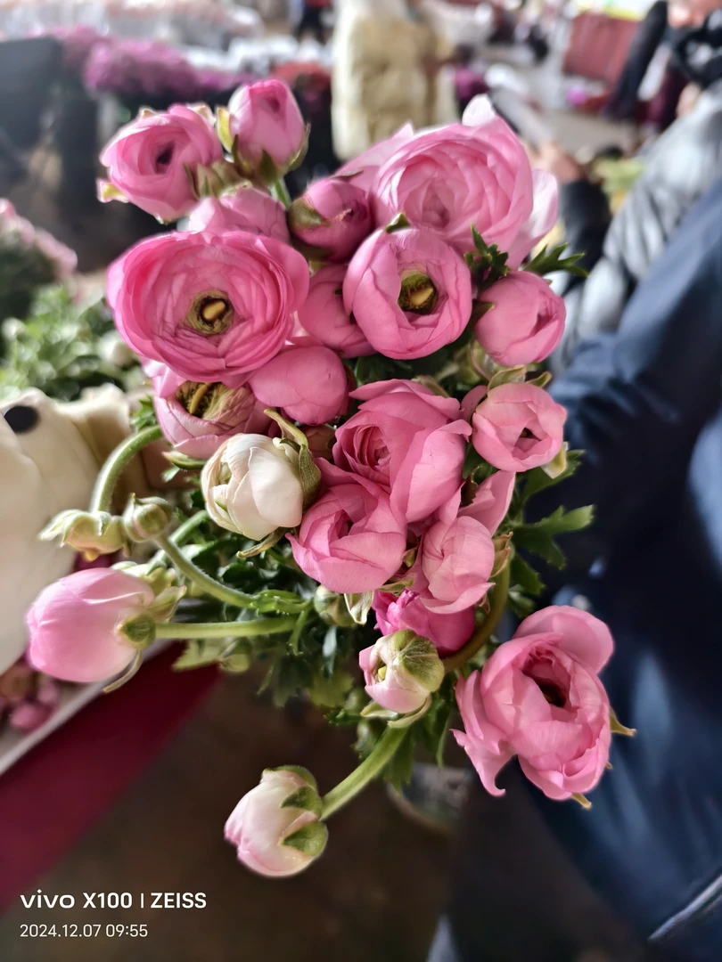 洋牡丹花毛茛两扎包邮云南鲜花基地直发冬季花材好养活系列