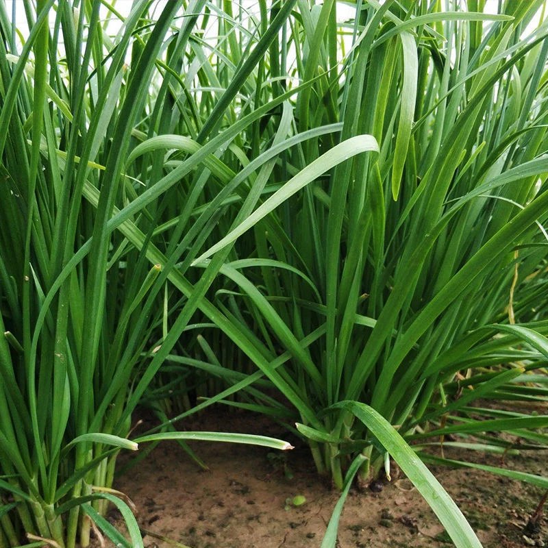 (新客立减)791韭菜韭菜种子四季宽叶大叶雪韭高盆栽不枯苗多年生