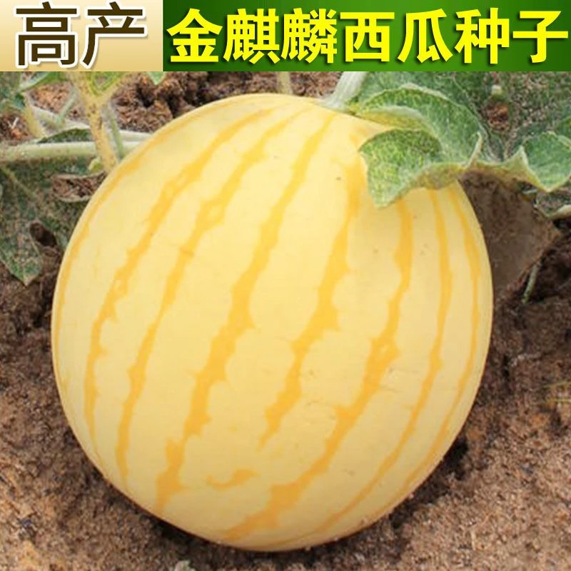 （新客立减）黄皮红心金麒麟西瓜种子早熟黄皮红瓤超甜薄皮西瓜籽