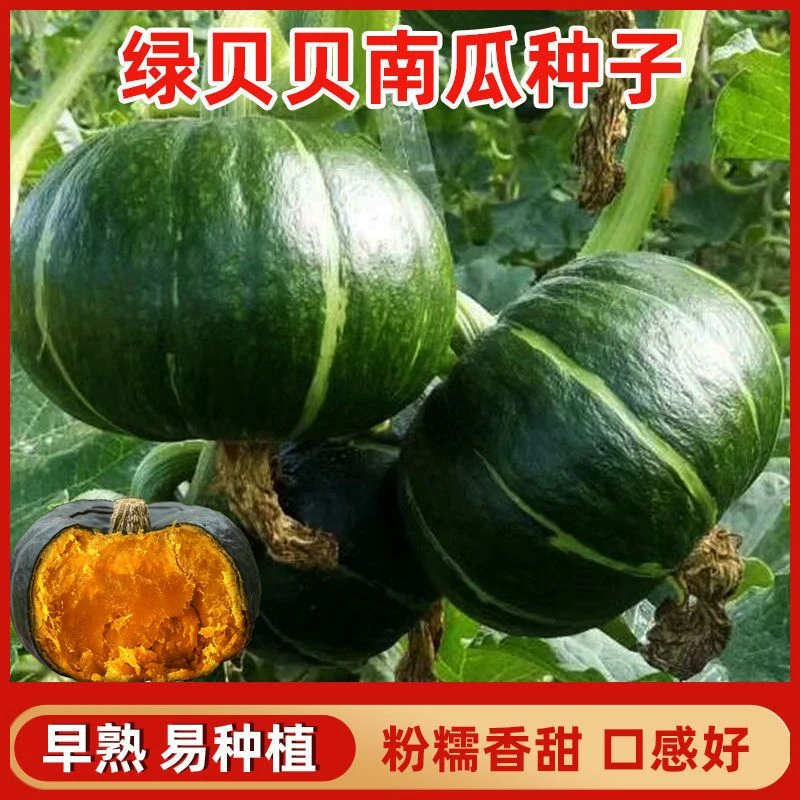 高产绿贝贝南瓜种子日本板栗小南瓜新品种甜面香糯春秋播蔬菜种子