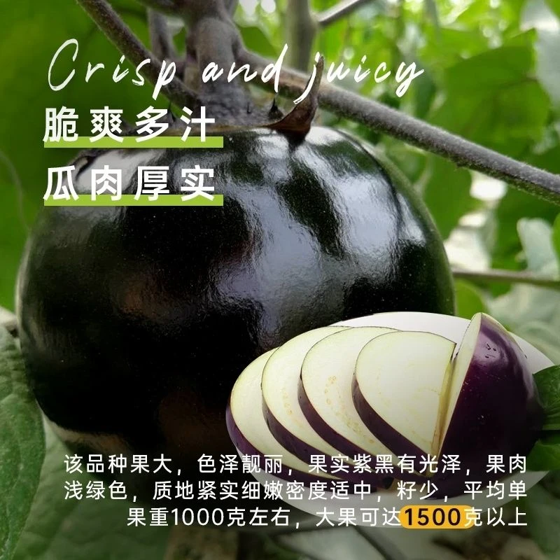 （新客立减）早熟快黑圆茄子种子黑圆茄特大紫黑圆茄四季种籽蔬菜