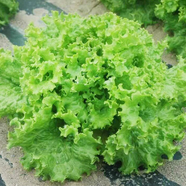 (新客立减)四季甜脆玻璃生菜种子脆嫩生吃生菜阳台四季盆栽蔬菜