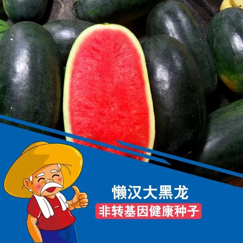 (新客立减)正品高产薄皮懒汉大黑龙红瓤长西瓜种子耐运输四季庭院