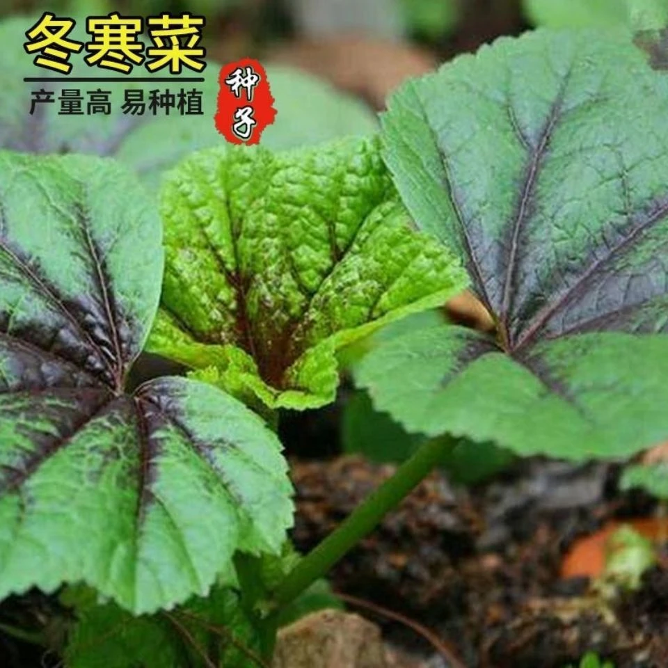 冬寒菜种籽冬苋菜种子糯米冬寒菜高钙菜四川秋冬季盆栽田园蔬菜孑