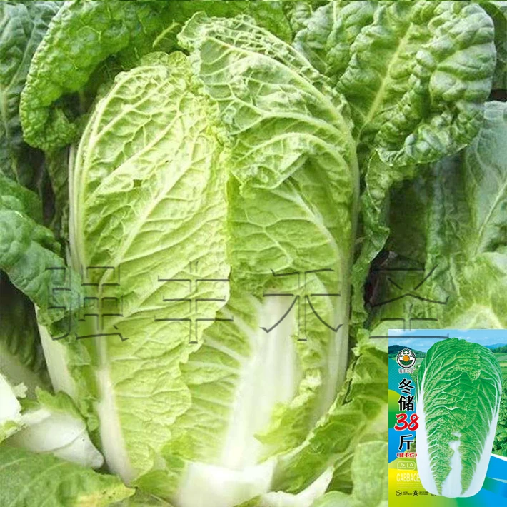 冬储三八斤秋冬种子高产叶多多大白菜种子火锅菜特大白菜山东蔬菜