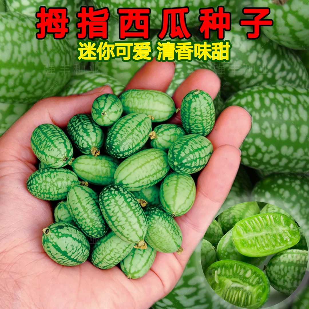(新客立减)拇指西瓜种子脆甜多汁迷你小西瓜四季阳台盆栽蔬菜水果
