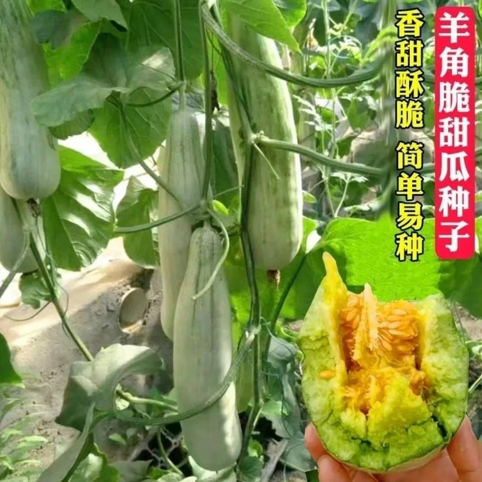 （新客立减）羊角蜜甜瓜种子蔬菜四季水果种子高产甜脆羊角蜜种子