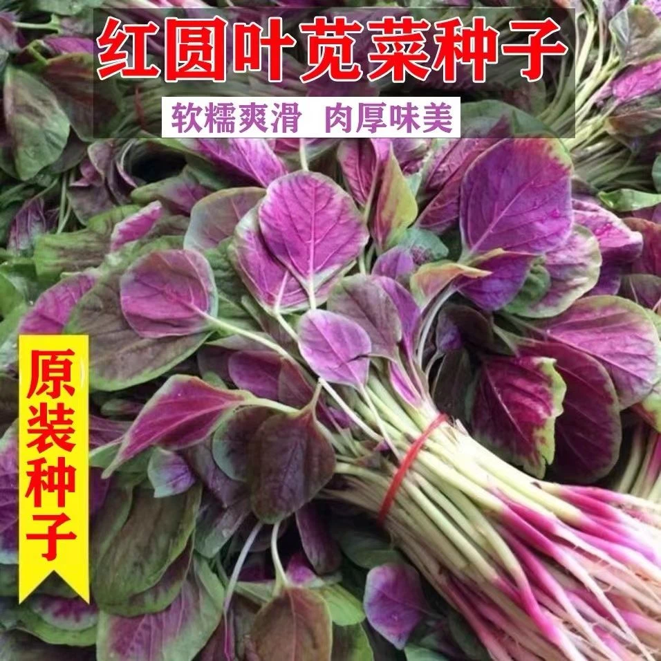 (新客立减)红苋菜种子圆叶红柳叶青柳叶苋菜种籽四季播田园菜蔬菜