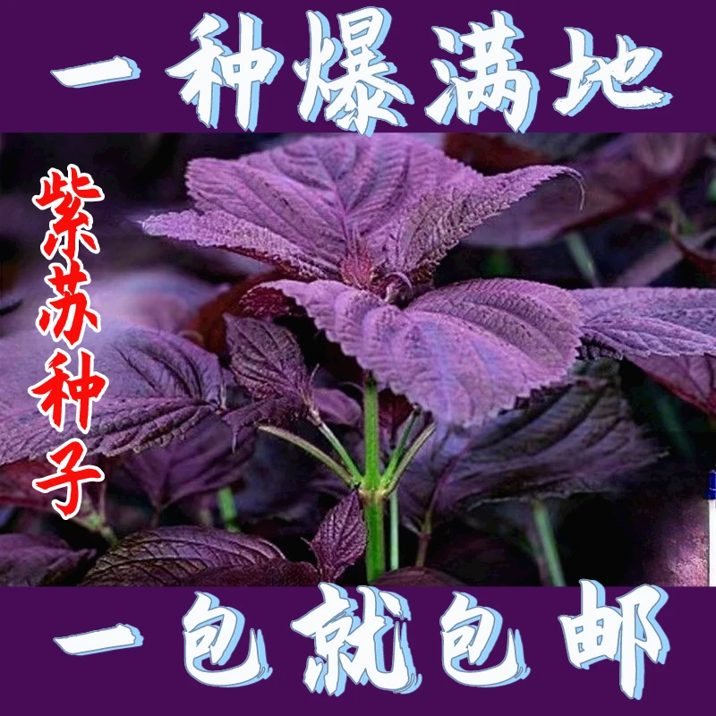(新客立减)紫苏种子双面紫苏四季可种养生紫苏阳台盆栽可食用紫苏