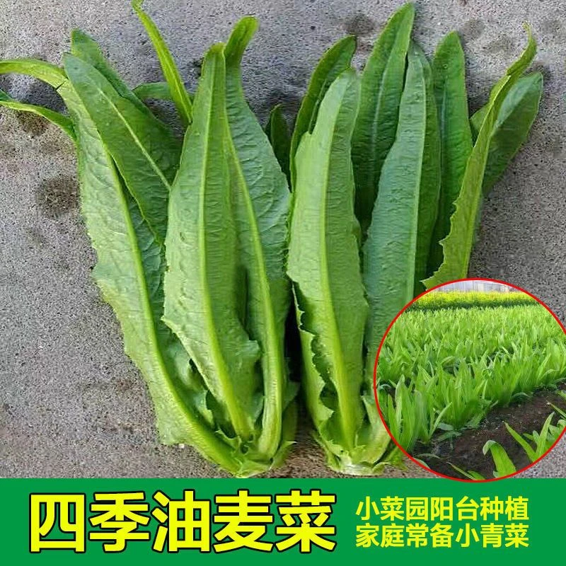 (新客立减)四季油麦菜种子耐热寒鲜嫩清香庭院盆栽蔬菜种子大全