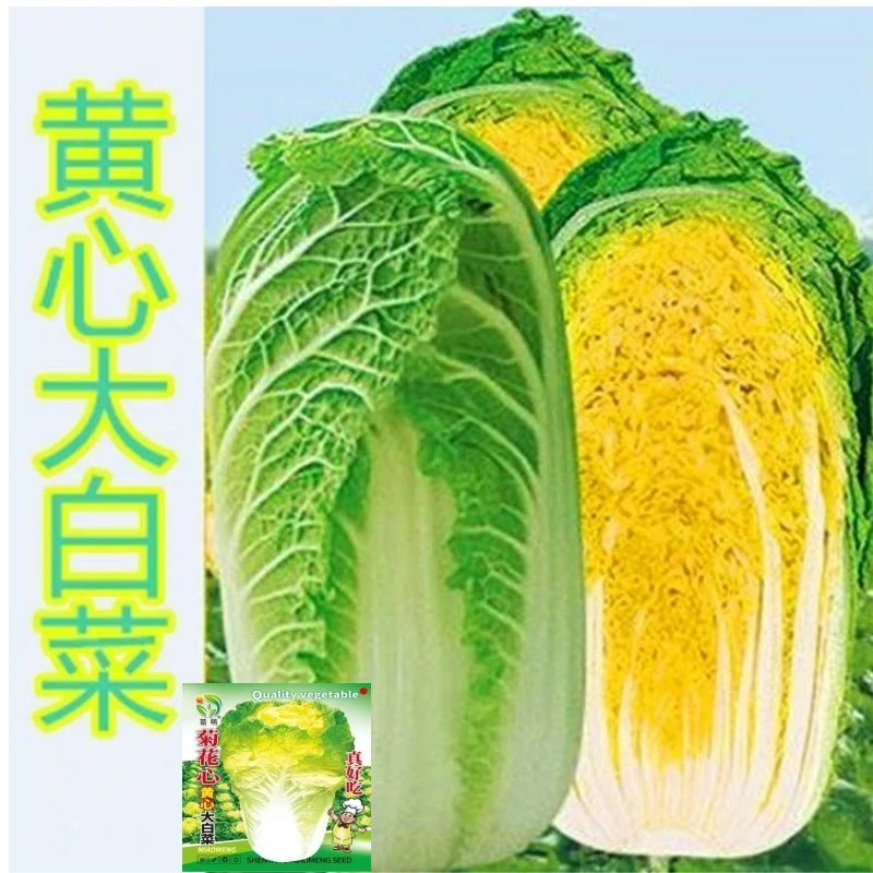 高产鸡蛋黄白菜种子秋季黄心大白菜种子四季快菜好吃抗病蔬菜种子