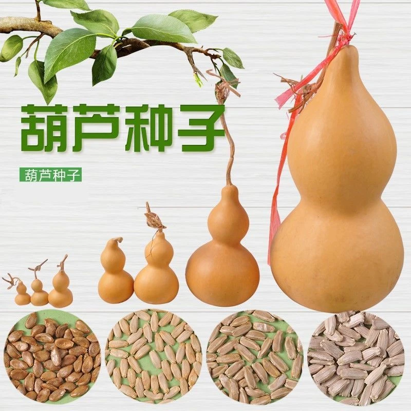 天然文玩手捻特小葫芦种子观赏中号葫芦种植特大巨型亚腰葫芦种籽