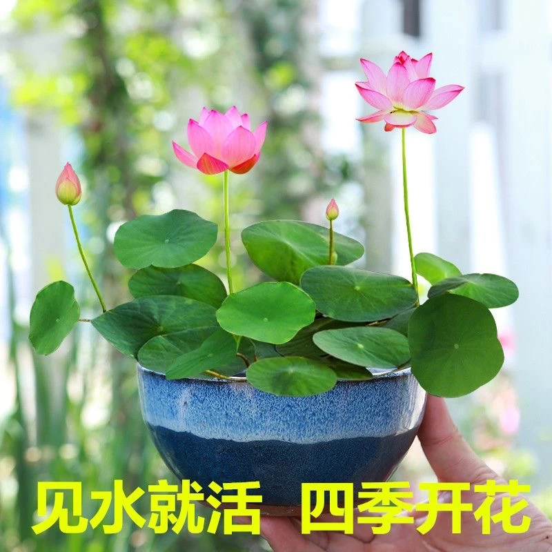 碗莲水培植物荷花盆栽花卉观花植物室内花种子四季水生睡莲花种籽