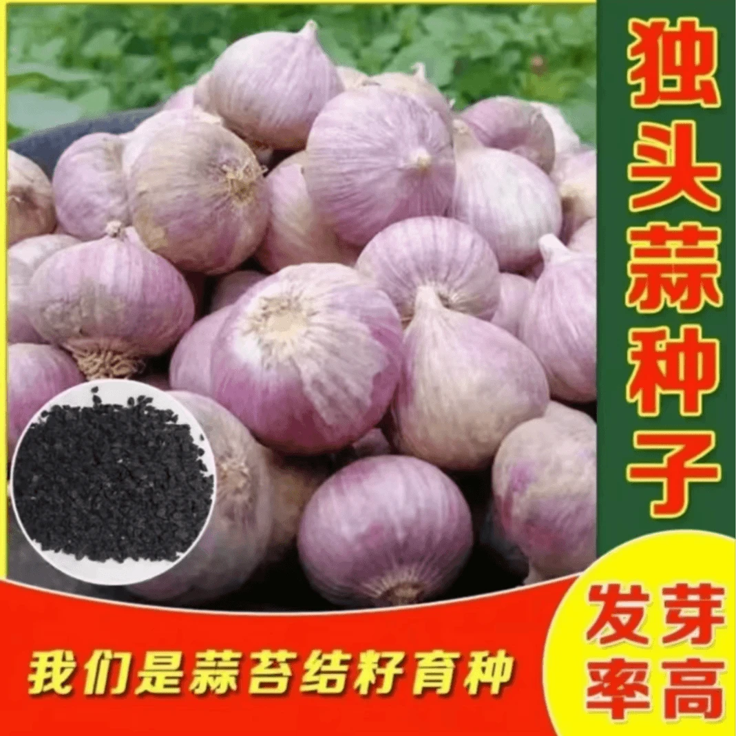 【3.99元10包】独头蒜菜种子农家独头蒜种子红皮四季紫皮大蒜苗种籽