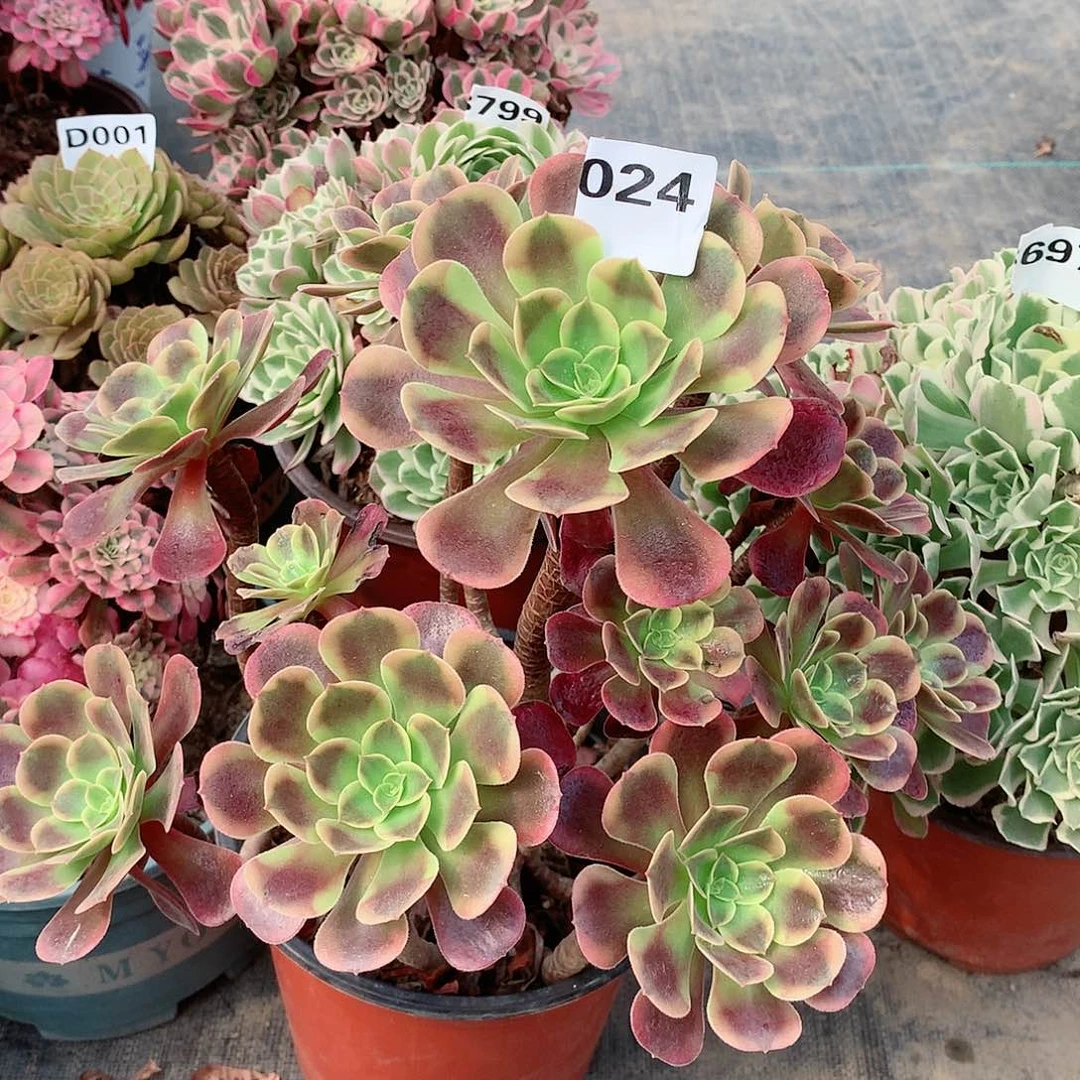 多肉植物024.欧嘉莉多肉植物