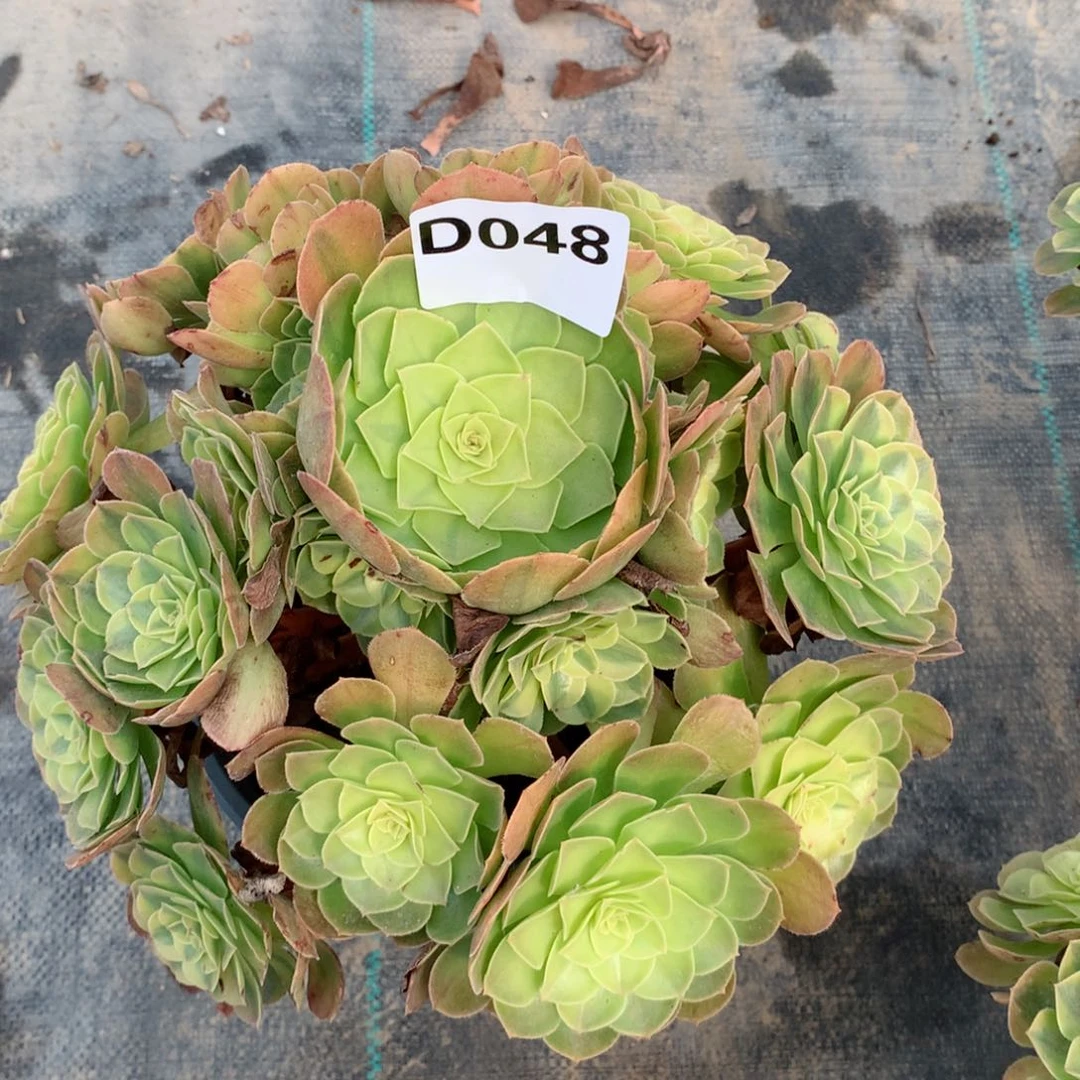 多肉植物美****）048.多肉植物