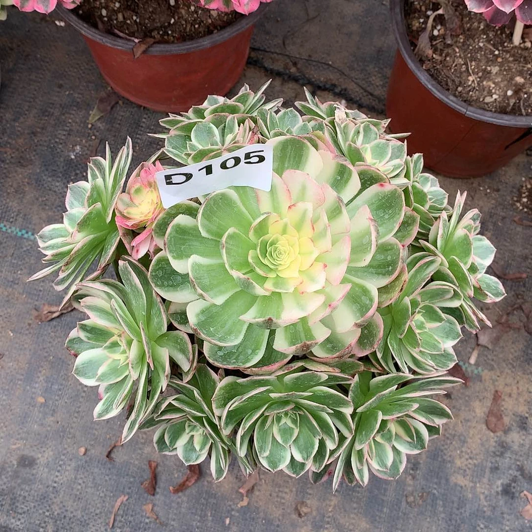 105.海王多肉植物