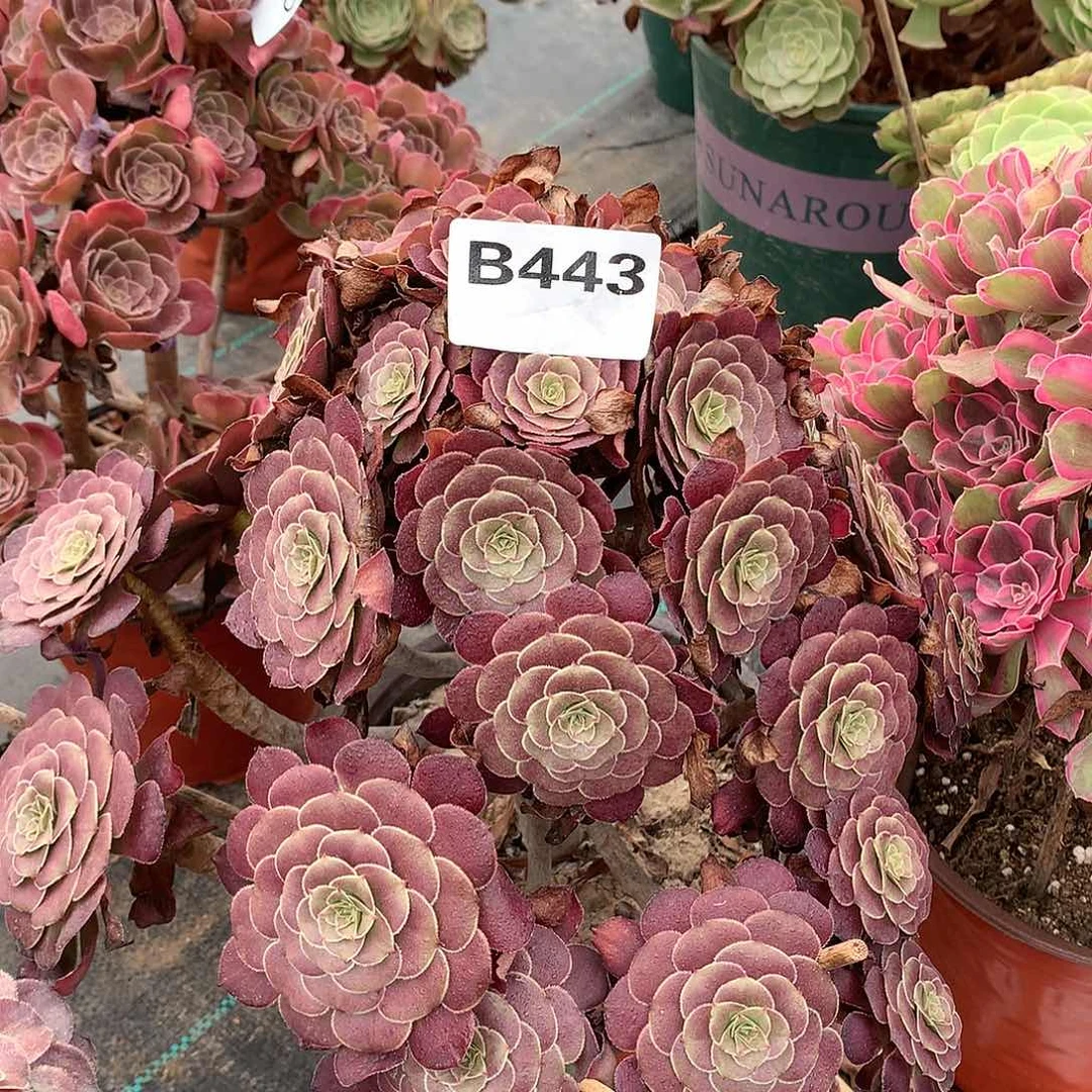多肉植物443黑萝莉