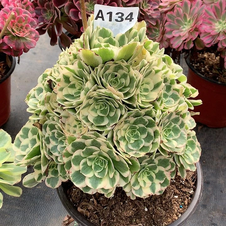 134.迈巴赫多肉植物