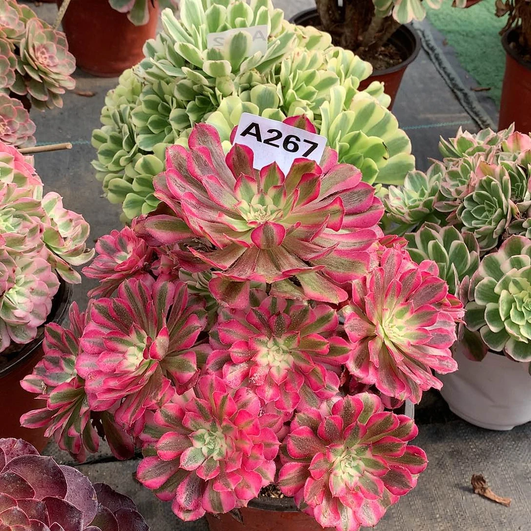 267.红铜白多肉植物