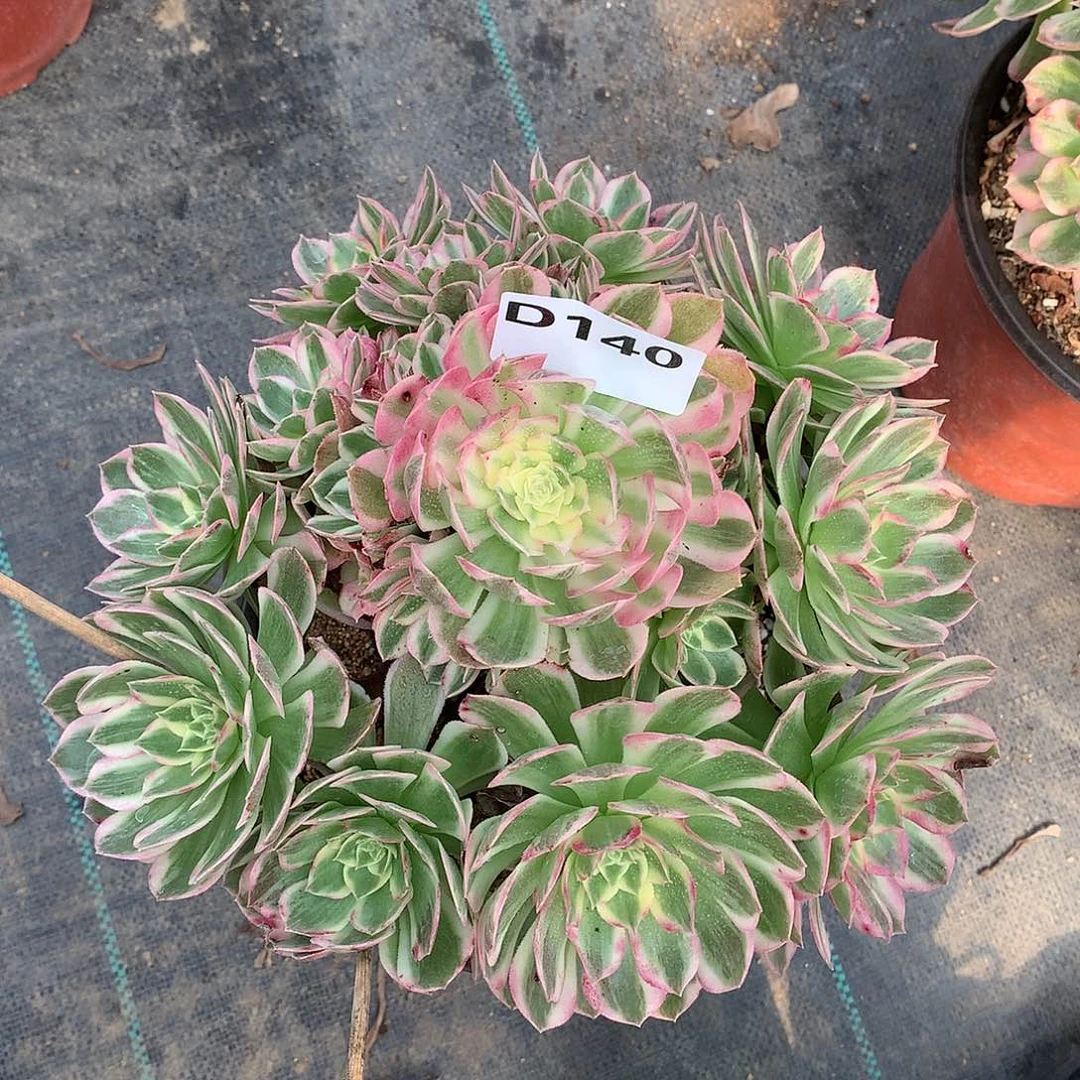 招*猫140.海王多肉植物