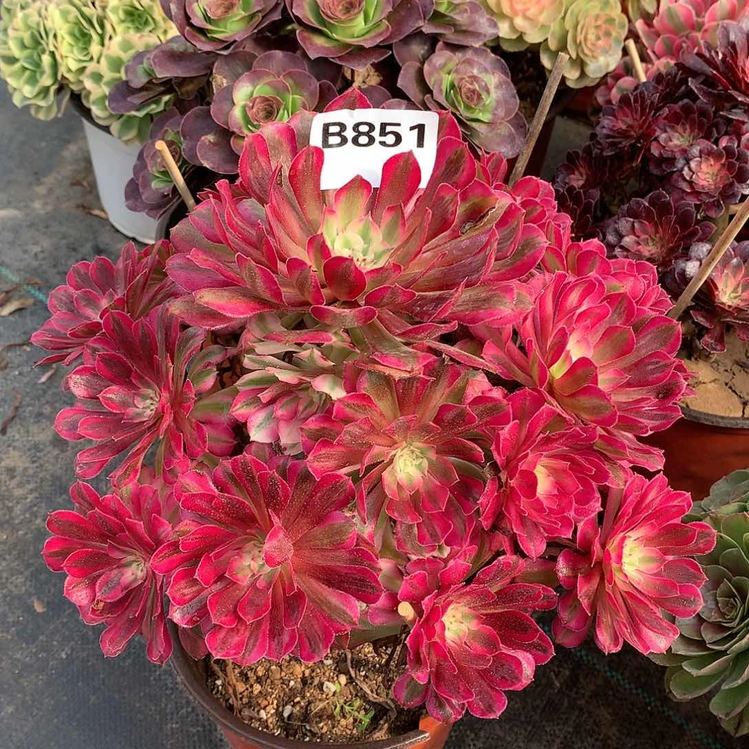 851.红铜白多肉植物