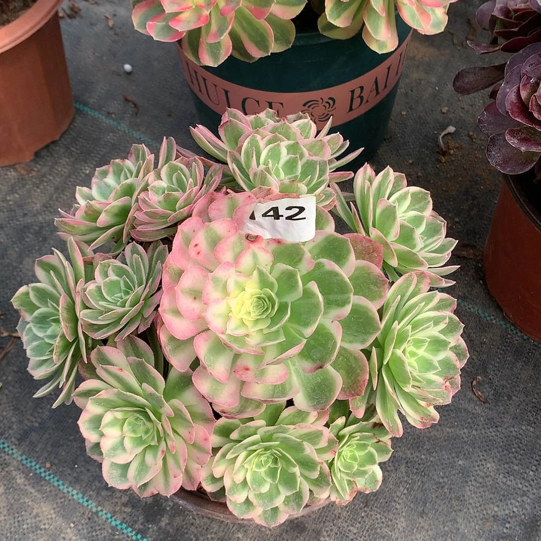 142.海王多肉植物