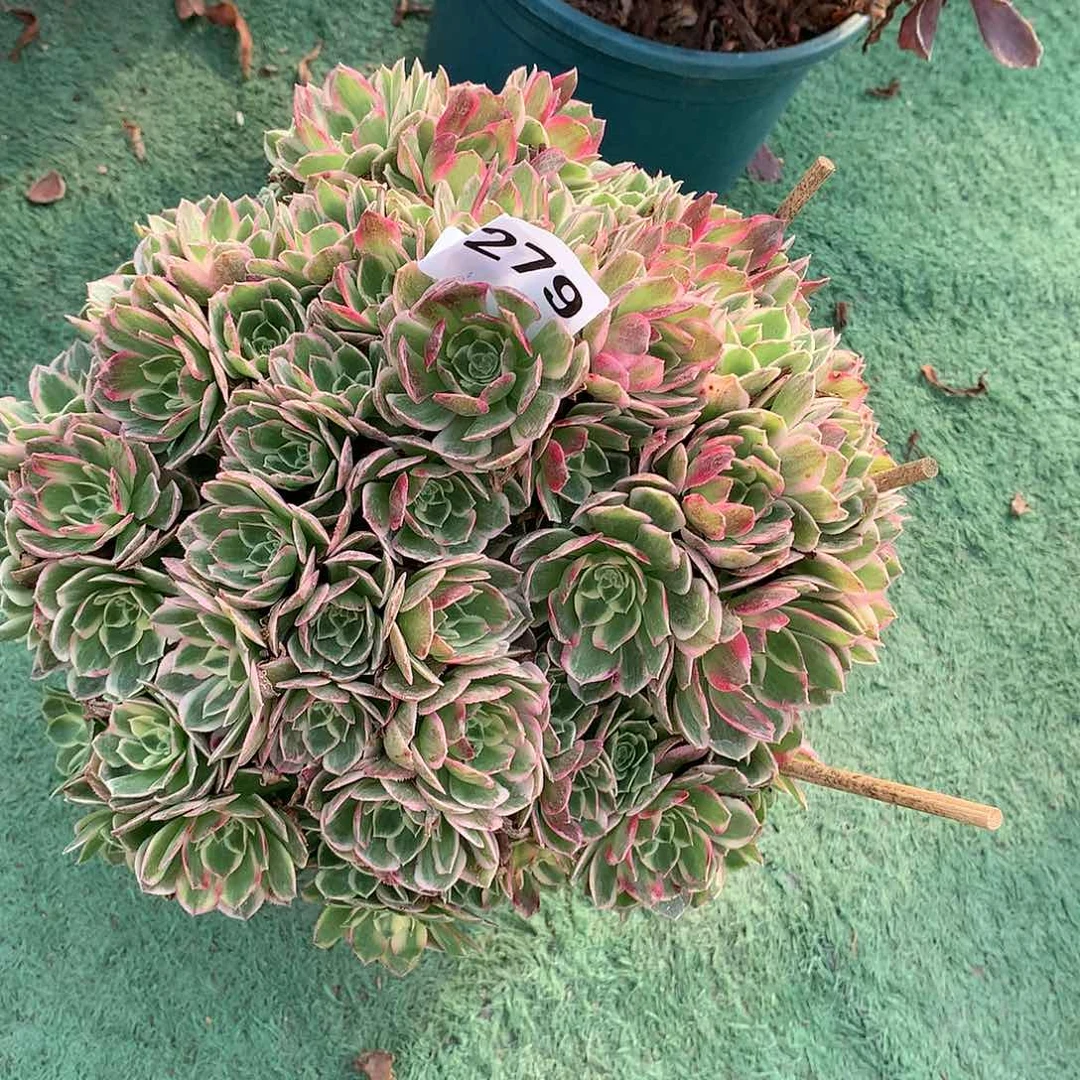 糖****7279.海王多肉植物