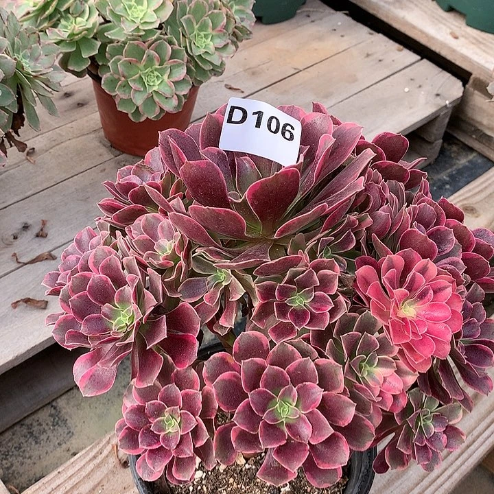 106.金丝雀多肉植物