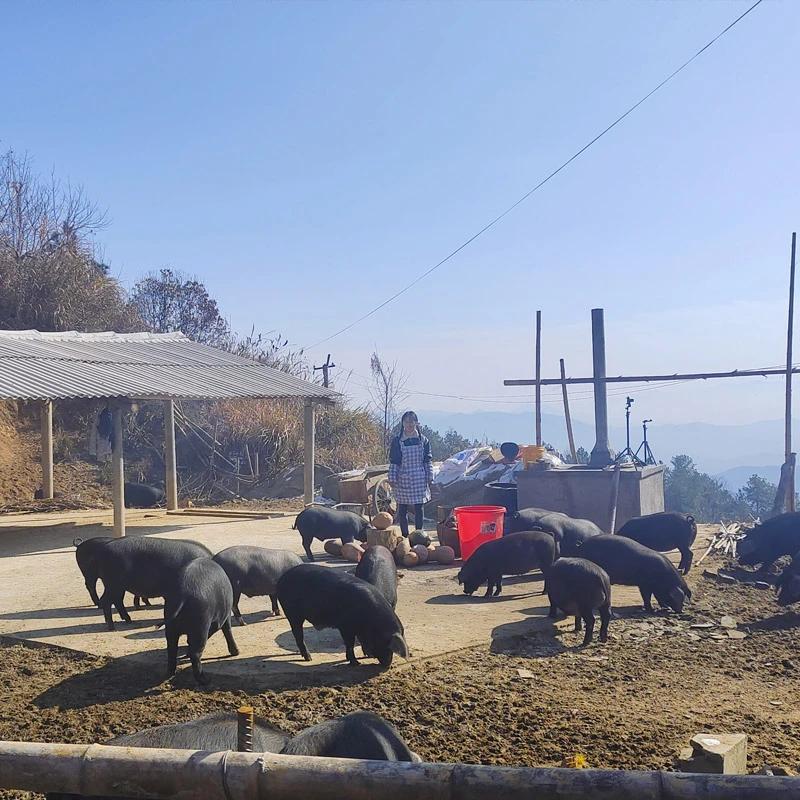 【黑猪跑跑1.19】新鲜现称散养生态黑毛土猪肉