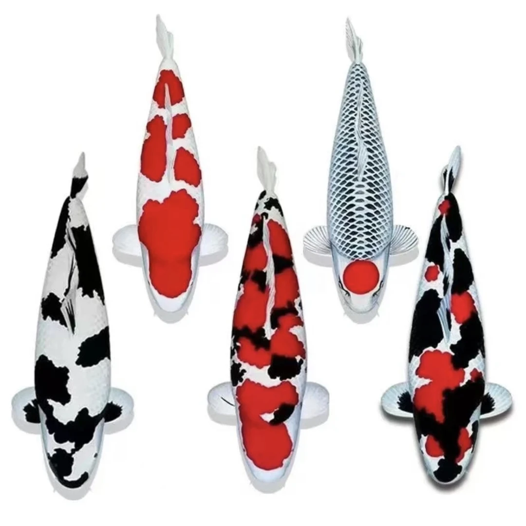 锦鲤小当岁大正三色红白