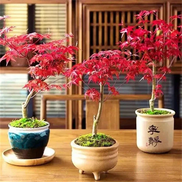 日本红枫红舞姬矮霸盆景原生苗枫树苗黄金枫青龙阳台盆栽绿植植物