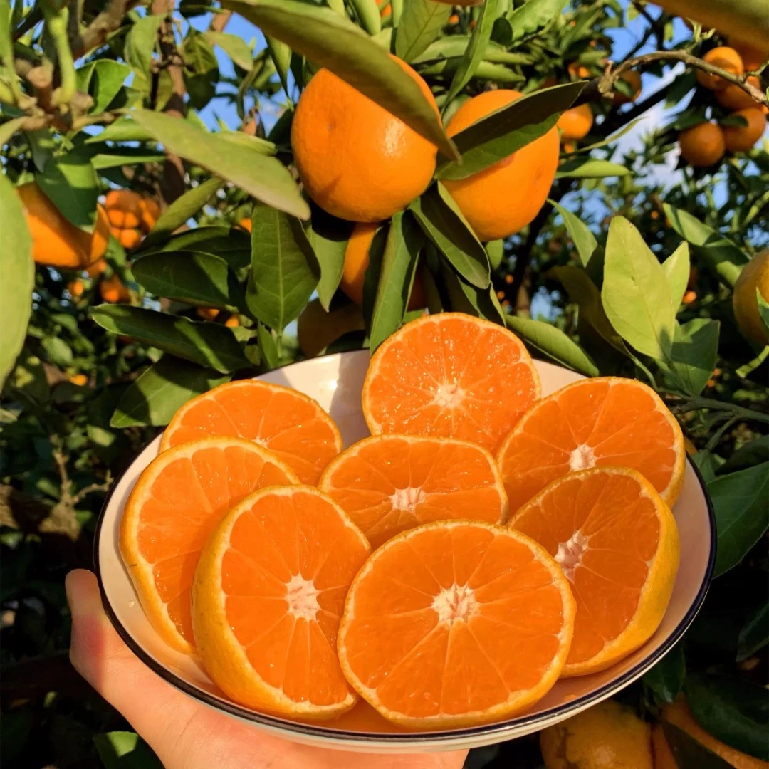 湘佳喔喔甜蜜橘