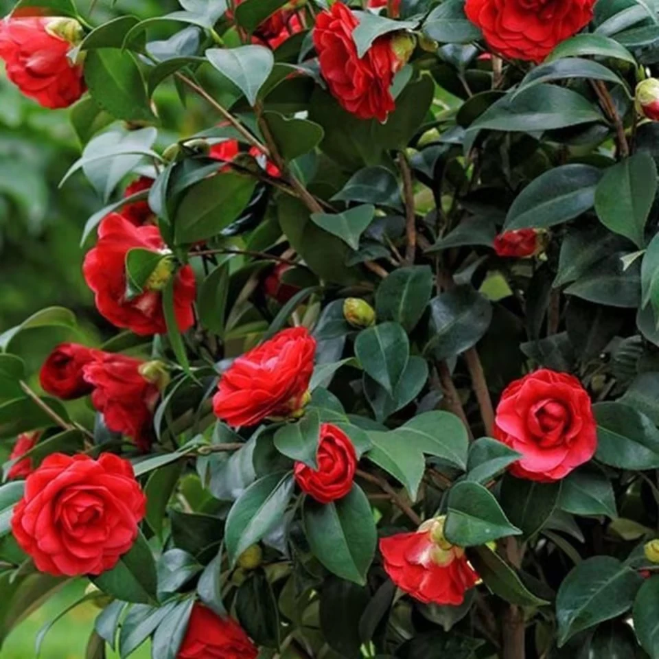 茶梅树苗（一物一拍）庭院别墅都可种植耐寒阳台厅堂室内可养护植物