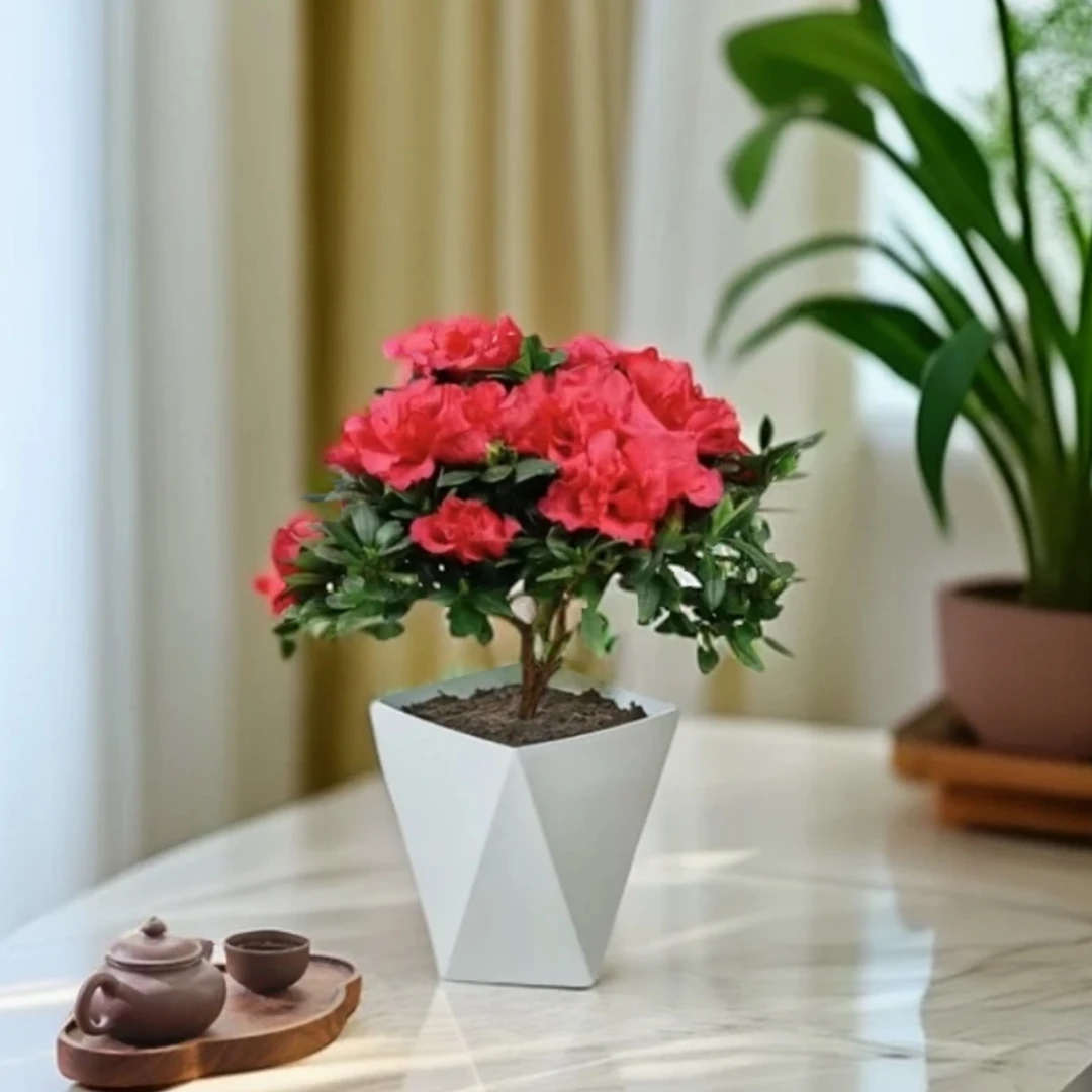 带花苞发货杜鹃花盆栽四季开花耐寒植物阳台客厅办公室花卉绿植物