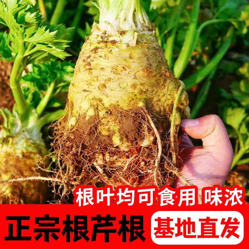 寿光根芹秧苗带土球四季阳台盆栽西芹红芹菜秧苗高产脆嫩蔬菜苗