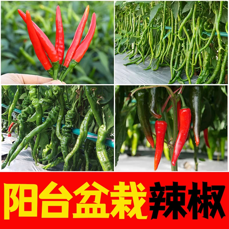 各种辣椒苗螺丝辣椒巨型陇椒薄皮螺旋椒阳台盆栽庭院种植辣椒