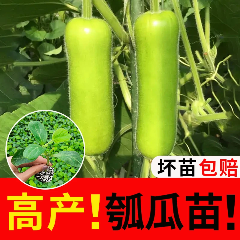 瓠瓜菜葫芦苗子种子苗子巨型圆瓢瓠籽春夏四季播切条蔬菜籽