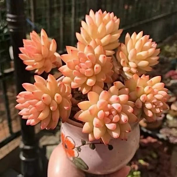 无品牌熊熊精品多肉一物一拍20（植物春季粉色红色黄色紫色秋季）