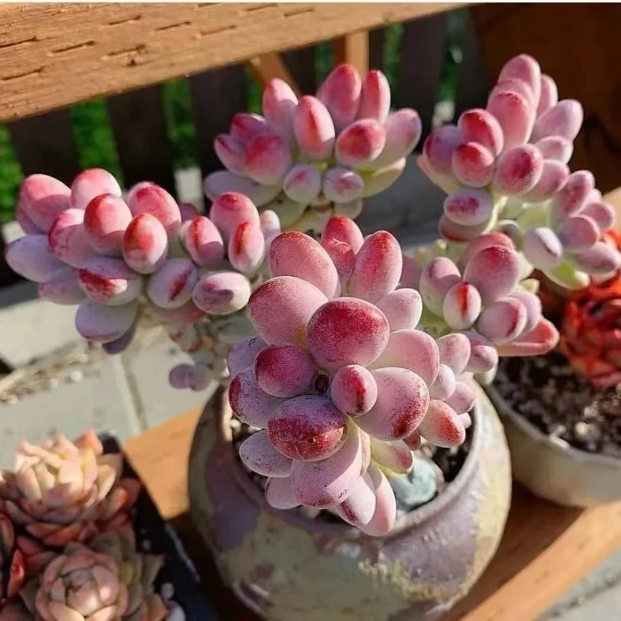 无品牌熊熊精品多肉一物一拍19（植物夏季粉红色简单春季仙人掌）