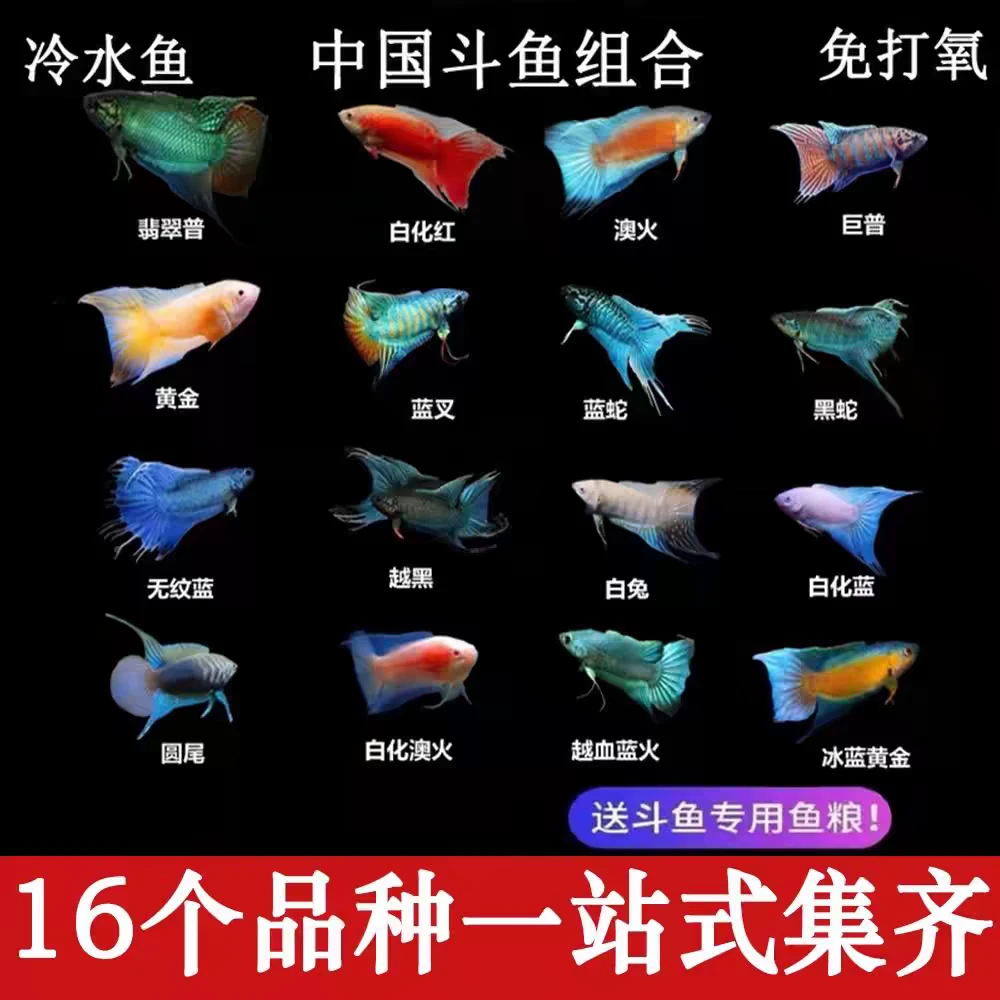 中国斗鱼活鱼活体观赏鱼好养耐活冷水淡水