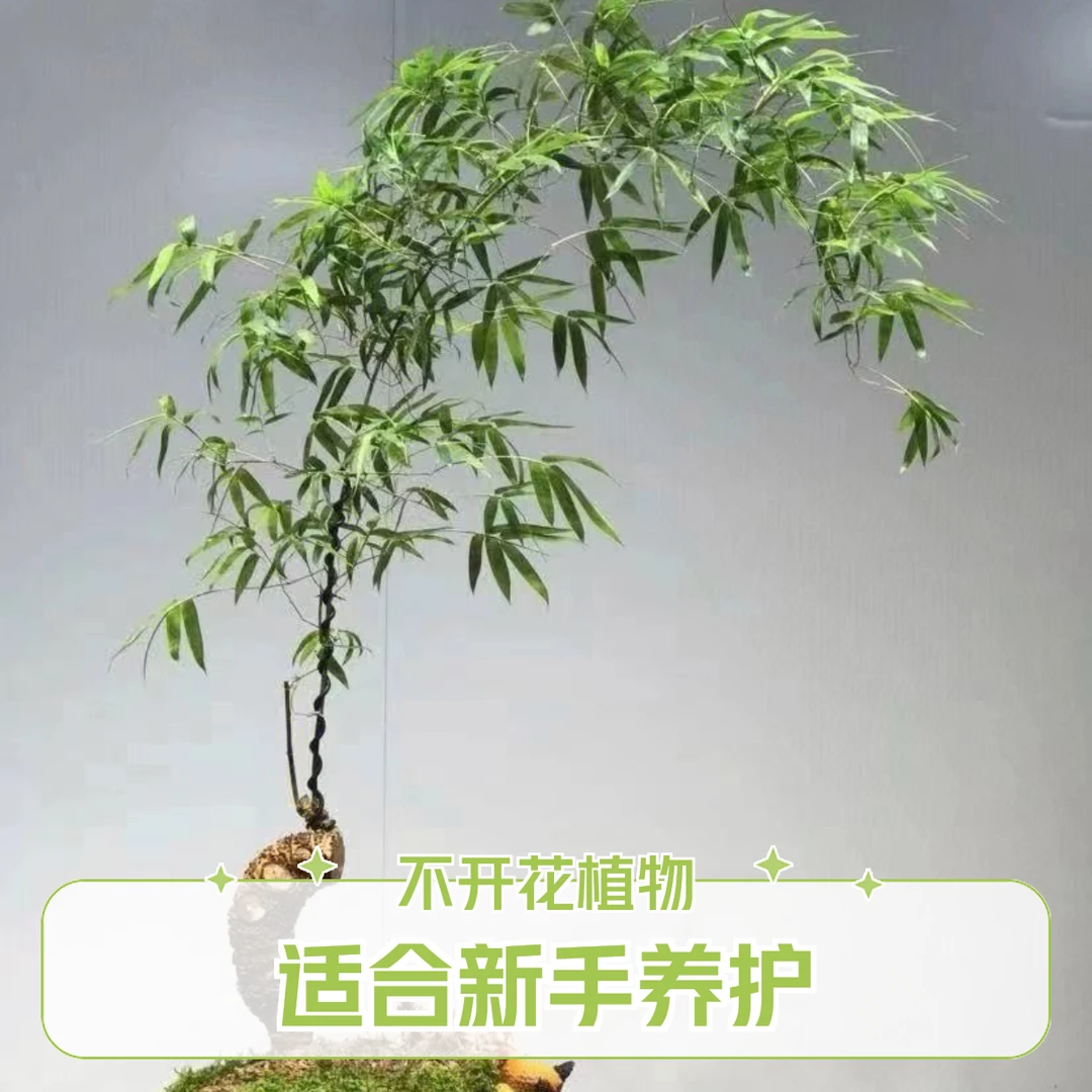 海南小叶簕竹生桩包鲜茶台办公桌盆栽观叶绿植（新手放心入）