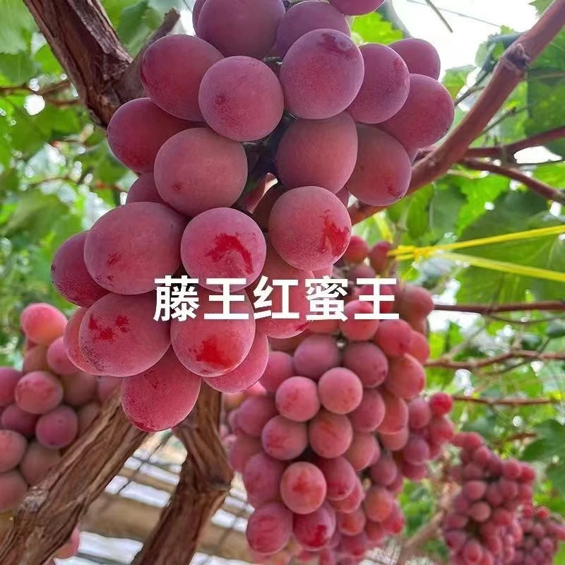 新品种藤王葡萄苗（红蜜王，黑蜜王，青蜜王）南北方阳台庭院大地种植