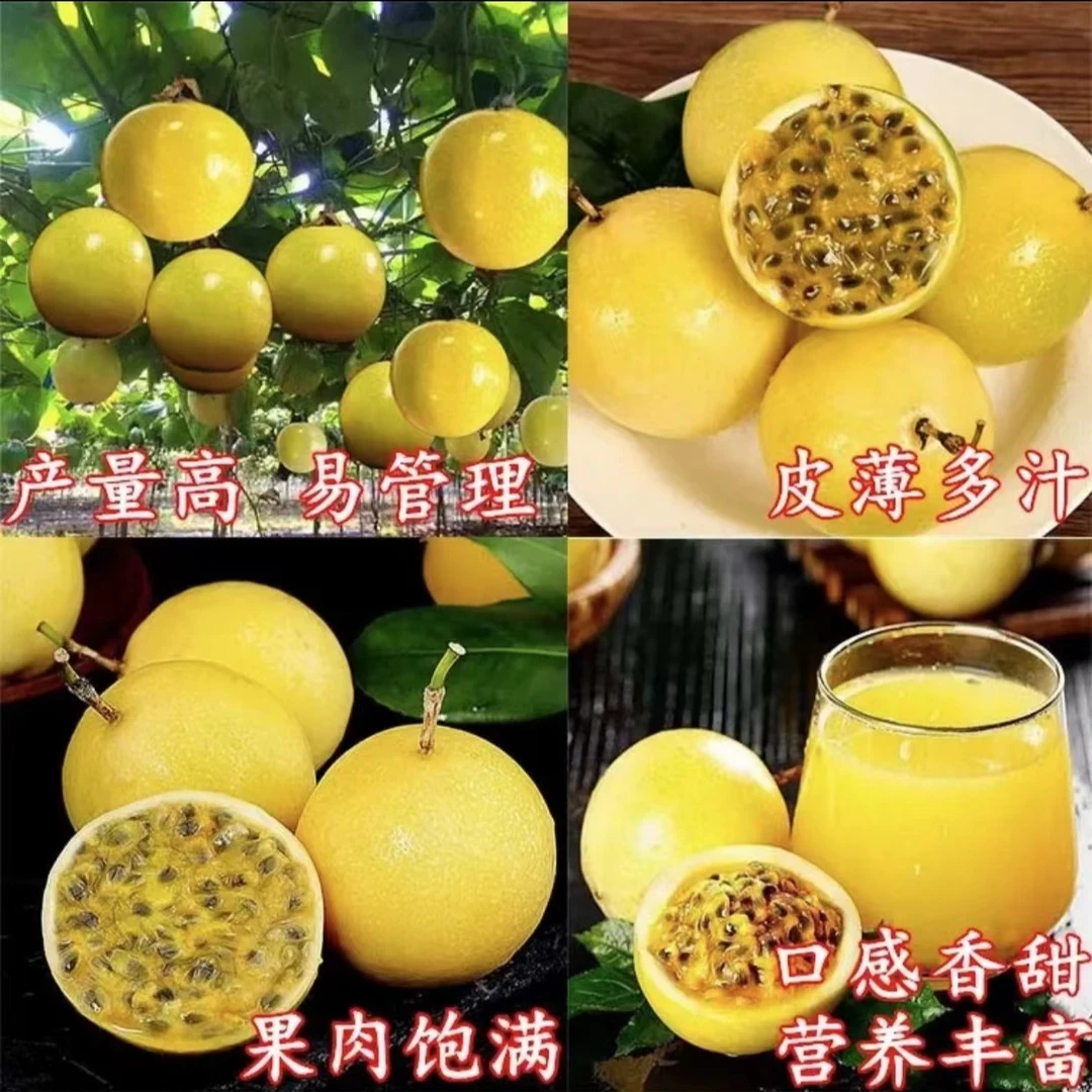新品种钦灵百果纯甜黄金百香果树苗四季爬藤当年结果盆栽地栽包邮