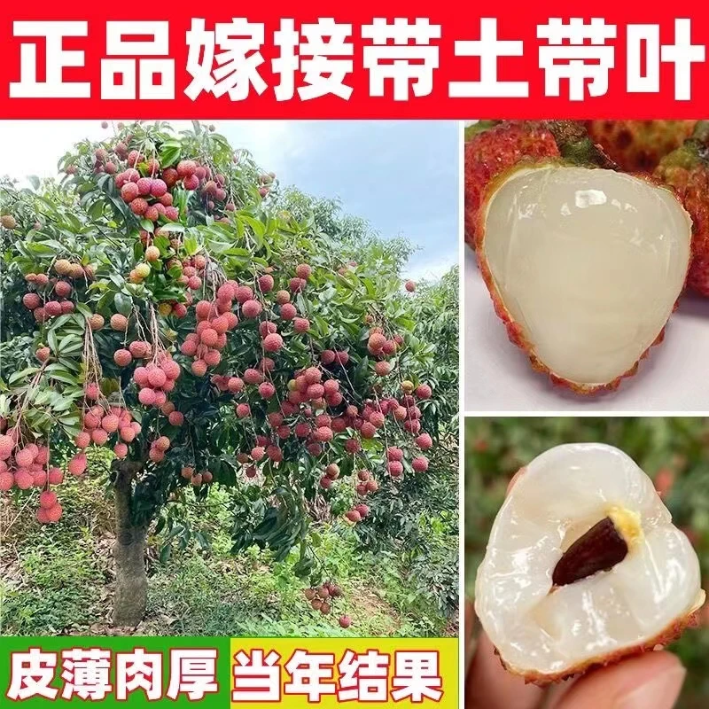 新品种荔枝嫁接苗盆栽地栽南方果树苗带土带叶发货
