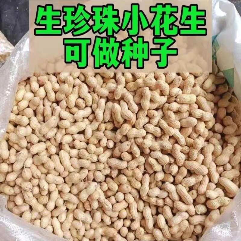 【小珍珠花生种子】薄壳小花生种子高产花生种粒原种大田种植花生种