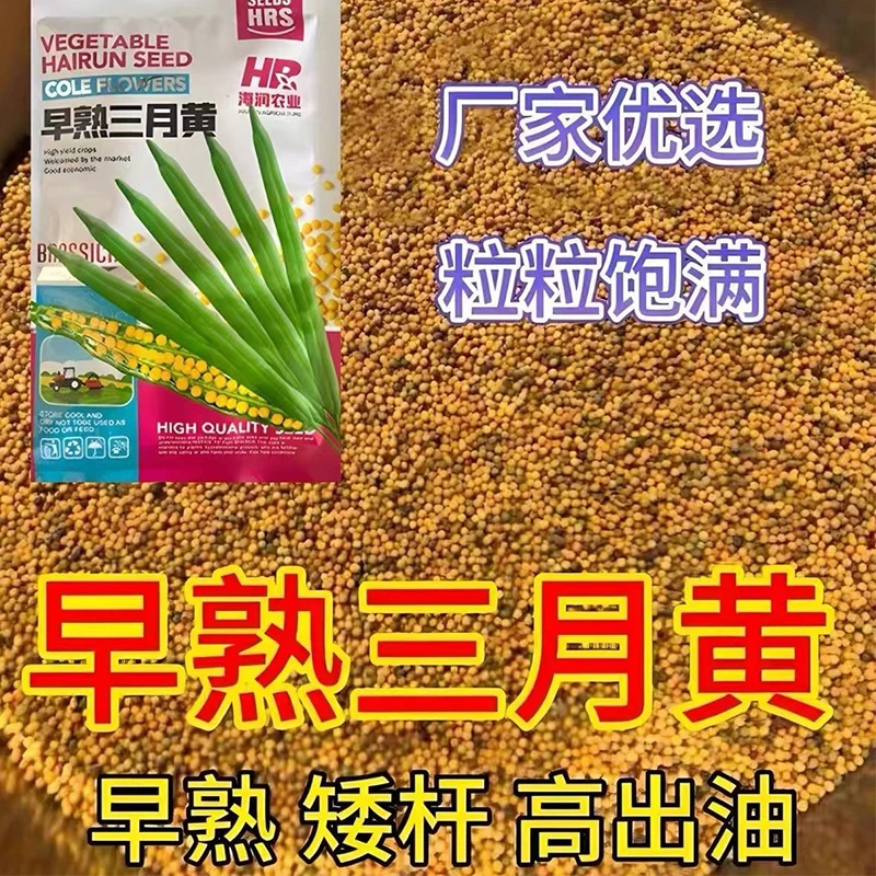 早熟三月黄油菜籽新品种高产矮杆高油优质黄籽抗倒伏耐寒蔬菜种子