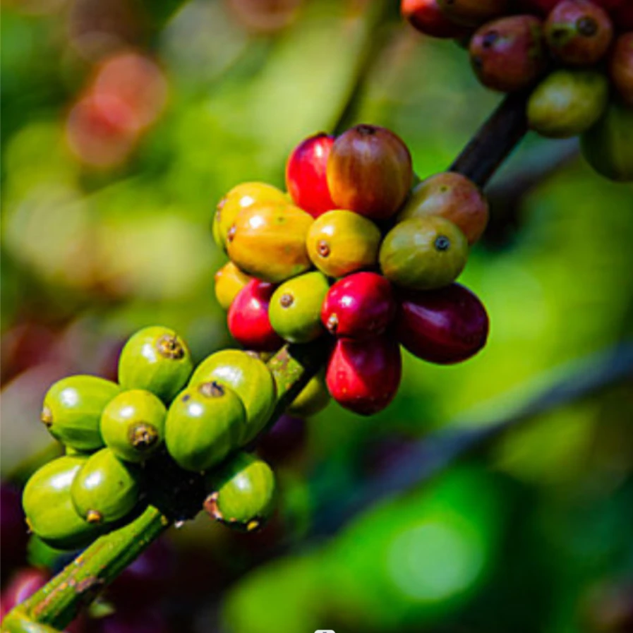 波帕扬 低因 哥伦比亚 瑞士水洗 浅度烘焙 咖啡豆 100g